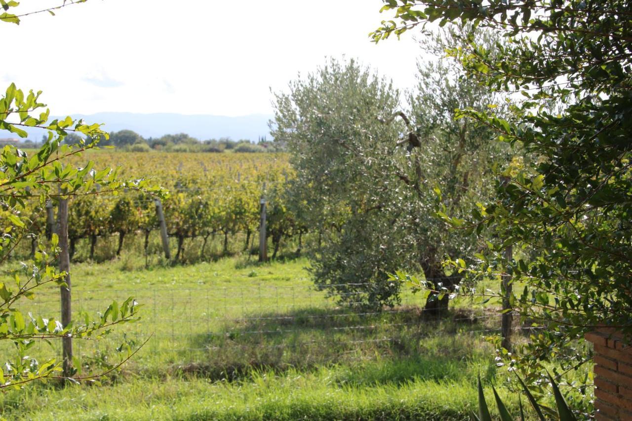 Podere Campo Alle Serpi Bibbona Zewnętrze zdjęcie