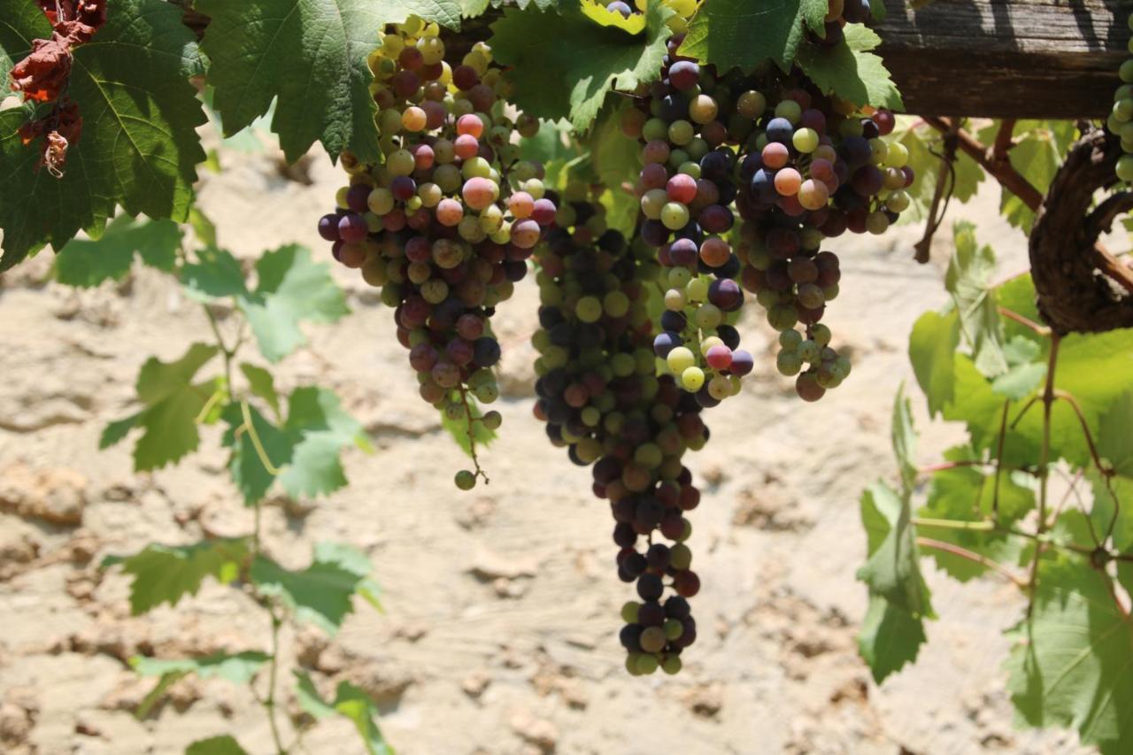 Podere Campo Alle Serpi Bibbona Zewnętrze zdjęcie