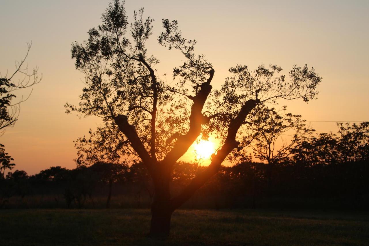 Podere Campo Alle Serpi Bibbona Zewnętrze zdjęcie
